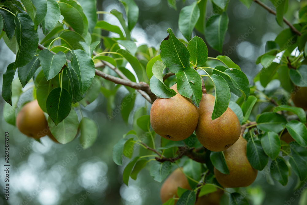 Fresh and juicy organic golden pears hanging on a tree in apple orchard. Fresh and juicy organic golden pears hanging on a tree in apple orchard.