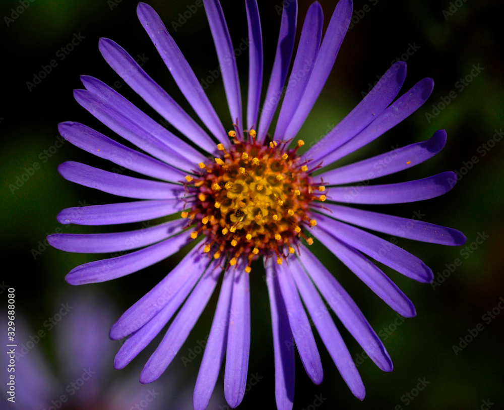 Fototapeta premium closeup of a purple flower