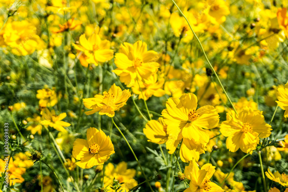Yellow cosmos flower in the garden