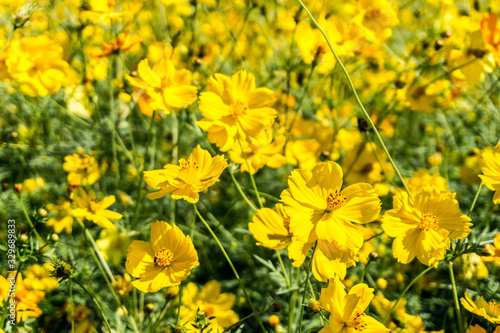 Yellow cosmos flower in the garden