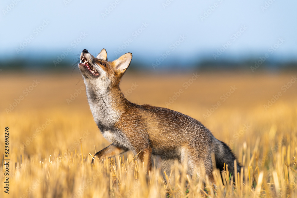 Fototapeta premium Portrait of a fox looking up into the sky