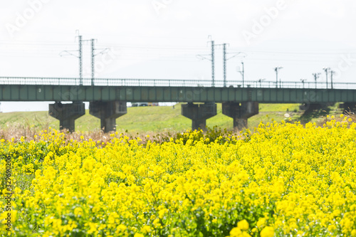 遠賀川河川敷の菜の花とJR筑豊本線　福岡県飯塚市