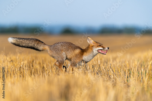 Fototapeta Naklejka Na Ścianę i Meble -  Fox running in the field and looking around