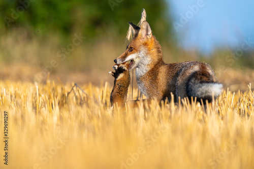 The fox holds a hamster in its mouth as its prey