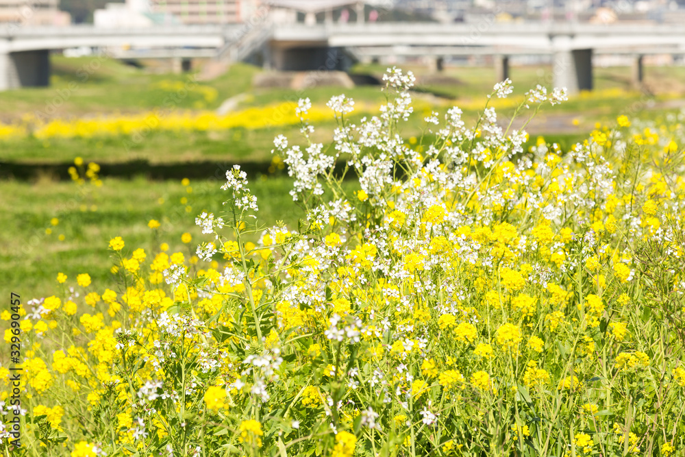Obraz premium 遠賀川河川敷の菜の花と飯塚市街地 福岡県飯塚市