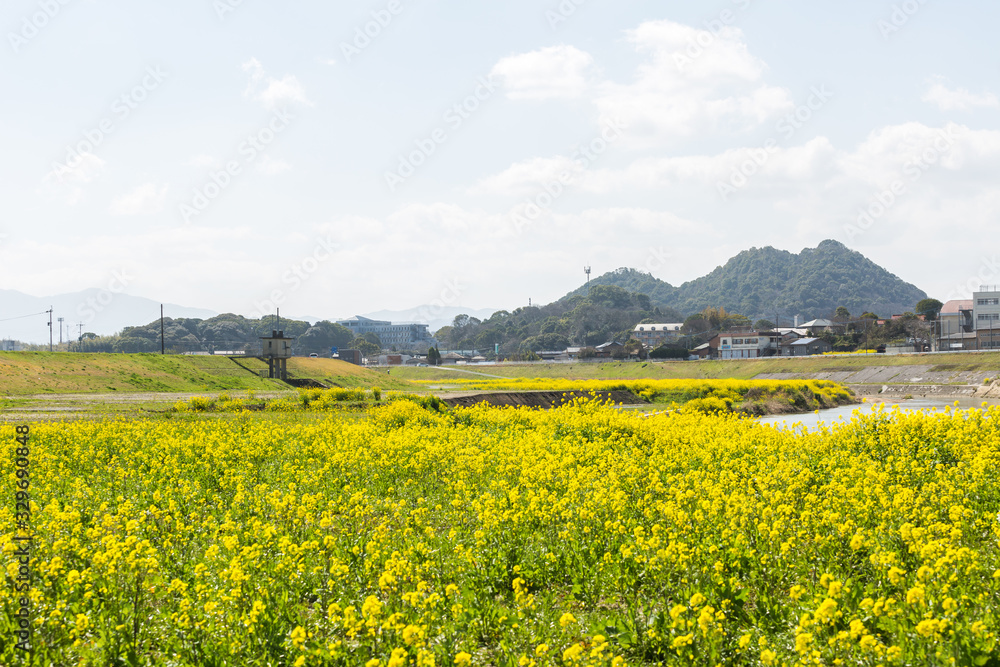 遠賀川河川敷の菜の花と筑豊富士（ボタ山）　福岡県飯塚市