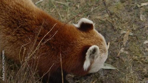 red panda walking along forest floor above angle photo