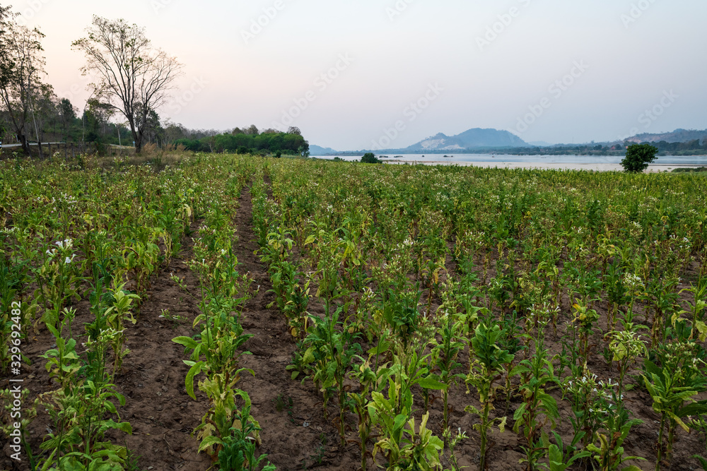 View of tobacco plant farm in Nongkhai, Thailand.