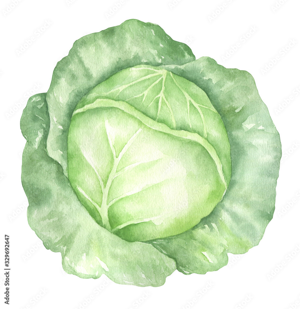 Watercolor Cabbage Illustration Watercolor Cabbage Illustration
