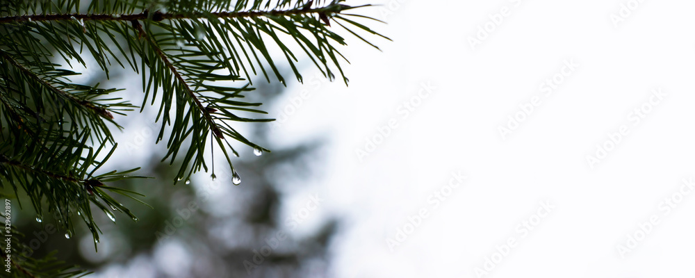Evergreen Branch in Winter with Water Droplets Evergreen Branch in Winter with Water Droplets