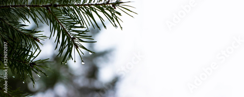 Evergreen Branch in Winter with Water Droplets