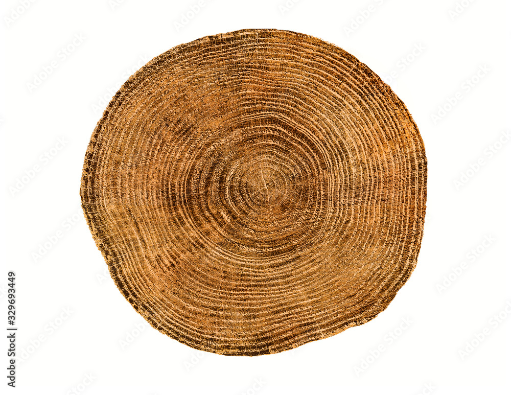 Felled piece of wood from a tree trunk with growth rings isolated on white. Natural vintage wood texture. Felled piece of wood from a tree trunk with growth rings isolated on white. Natural vintage wood texture.