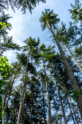 Germany  Moselkern Forest