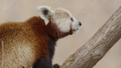 red panda climbing a tree in slow motion photo