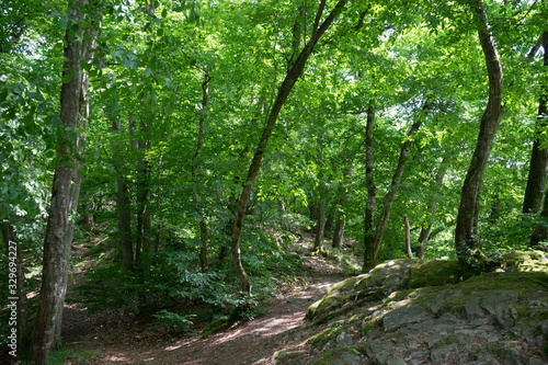 Germany  Moselkern Forest