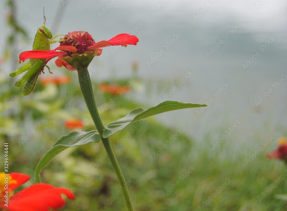 Obraz premium natural harmonization