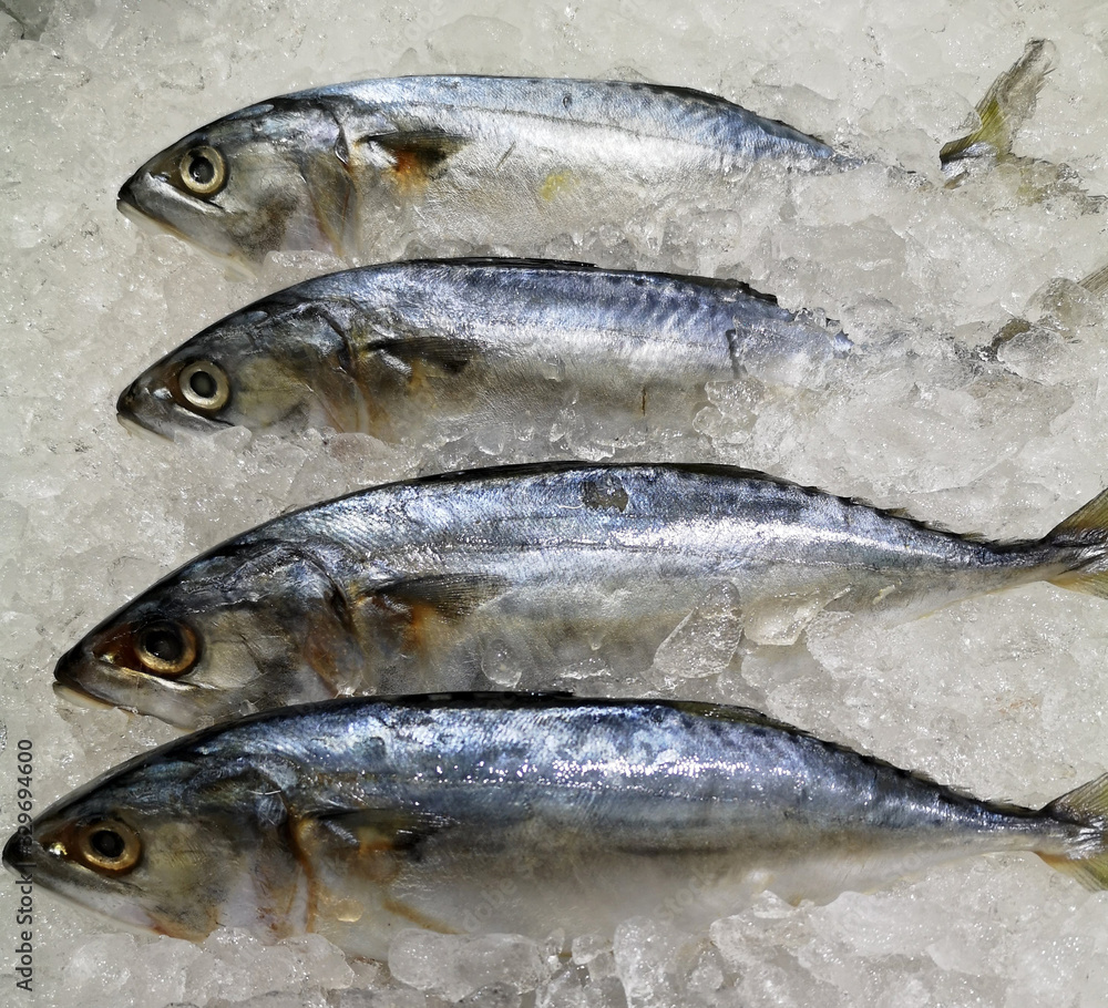 mackerel, fish, frozen, placed on ice mackerel, fish, frozen, placed on ice