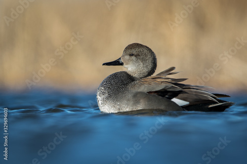 Water level view of male Gadwall duck with feathers ruffled on rich, wavy, cool, blue water with warm gold tones blurred in background. photo