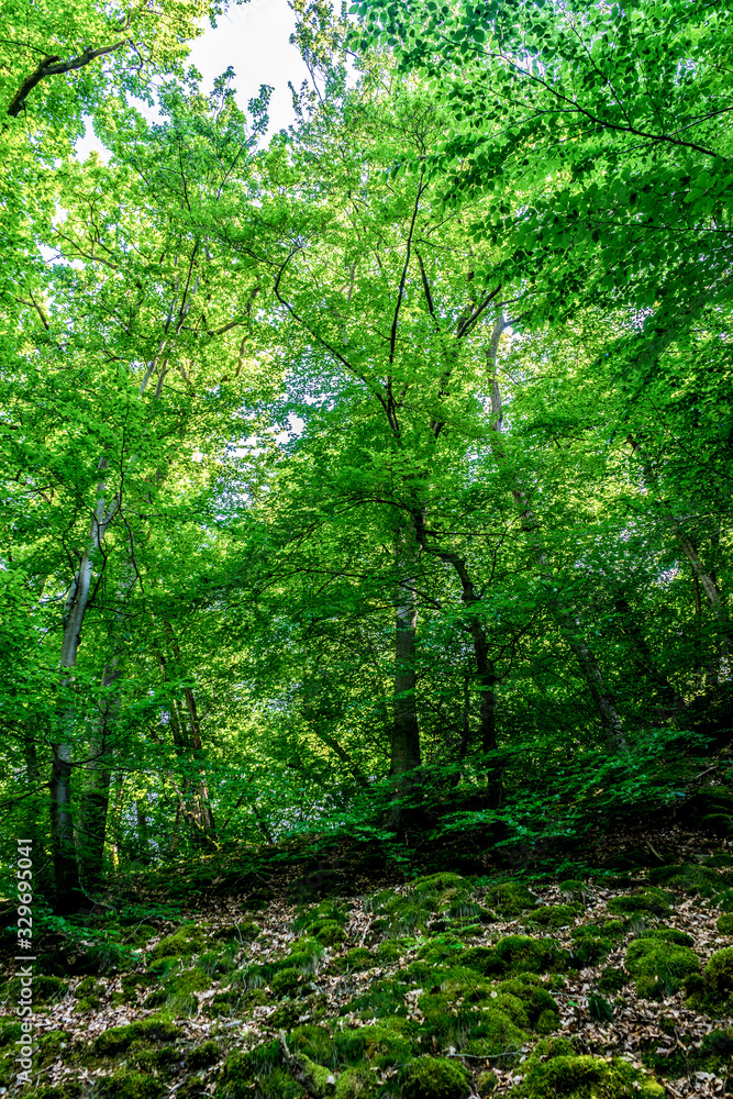 Germany, Moselkern Forest Germany, Moselkern Forest