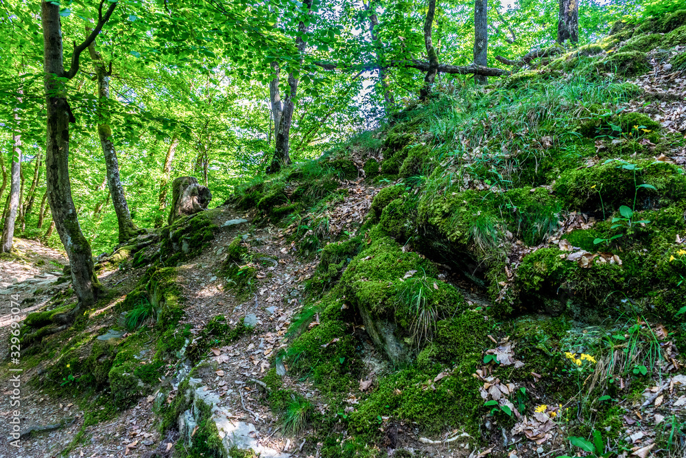 Fototapeta premium Germany, Moselkern Forest