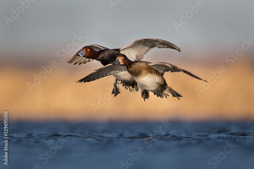 Water level view of male and female Redhead ducks preparing to land in wavy, cool water with wings cupped, feet dropping, and water droplets on bellies with soft warm gold tones and light blue tones photo