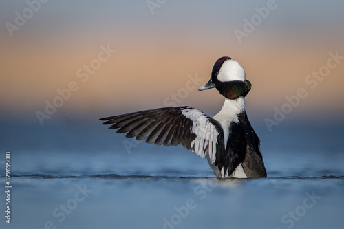 Water level view of male Bufflehead sitting up in the water with wings fully stretched forward and droplets spraying during mating season in the soft blue water with warm tones in background photo