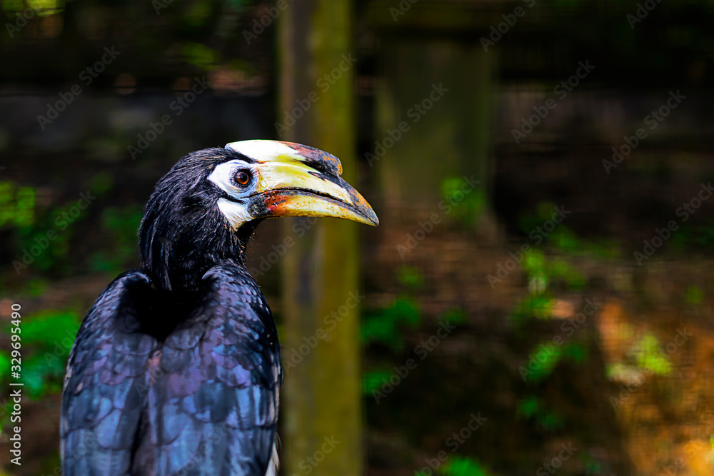 Obraz premium Winged, Eastern motley hornbill (Anthracoceros albirostris). Oriental, Wildlife animal from asia. rhino bird, copy Space soft focus