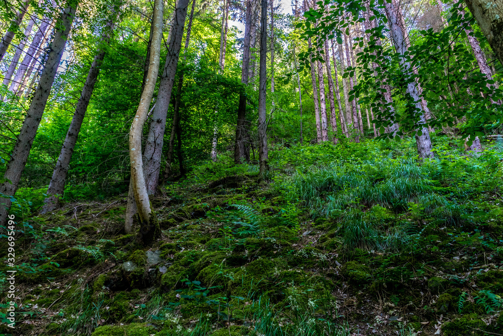 Fototapeta premium Germany, Moselkern Forest