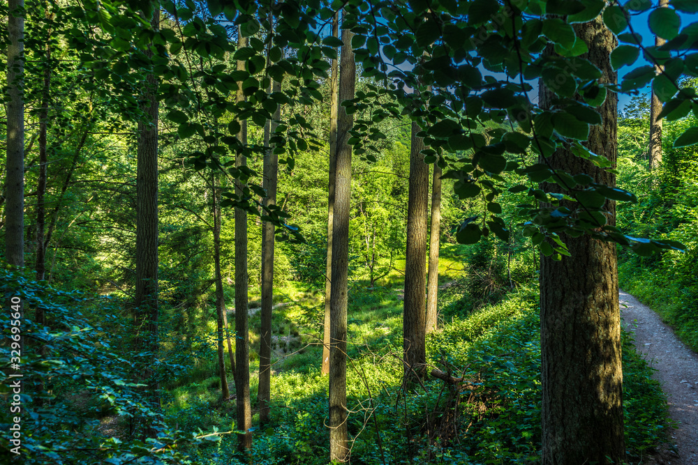 Obraz premium Germany, Moselkern Forest
