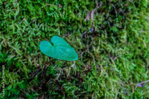 Germany, Moselkern Forest