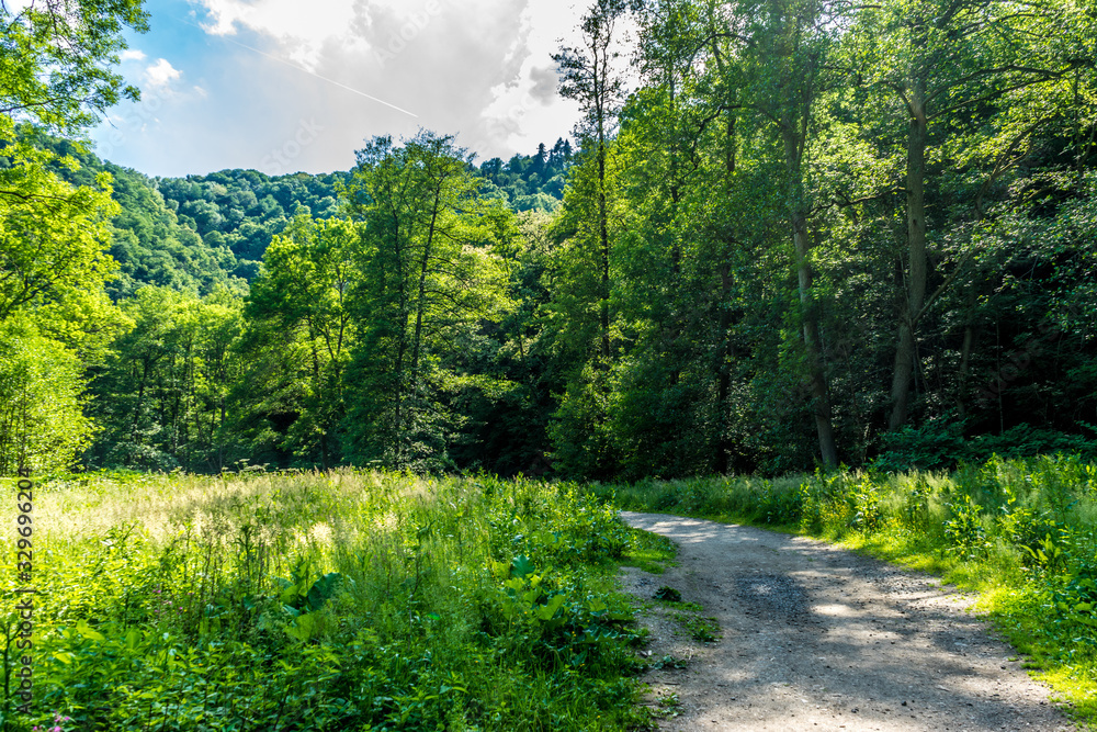Germany, Moselkern Forest Germany, Moselkern Forest