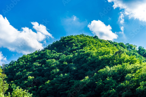 Germany, Moselkern Forest, a close up of a lush green forest