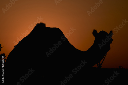 amanecer en el desierto con camello