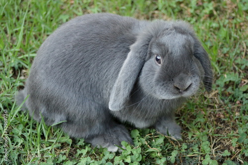 Pet rabbit, blue buck mini lop