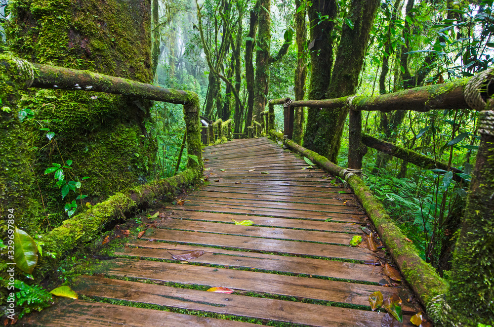 Obraz premium Beautiful green moss on old trees and wooden bridge in forest
