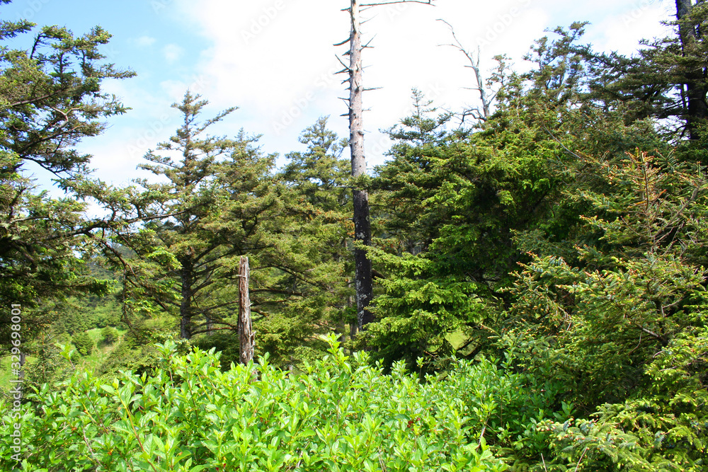 Fototapeta premium Forest in Oregon (OR 00556)