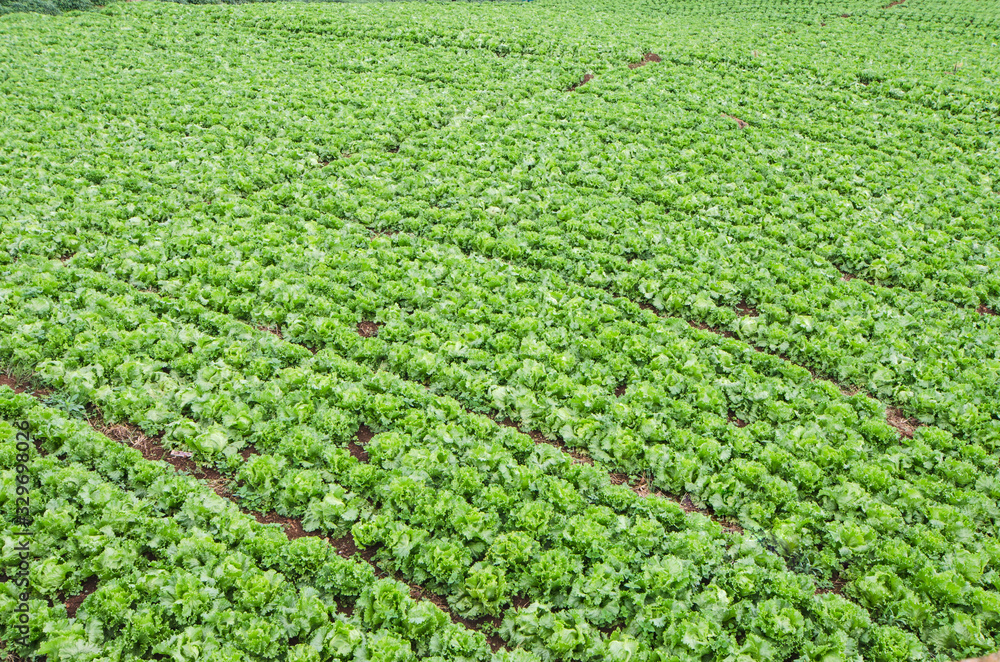 Evergreen of iceberg lettuce gardens on the hill