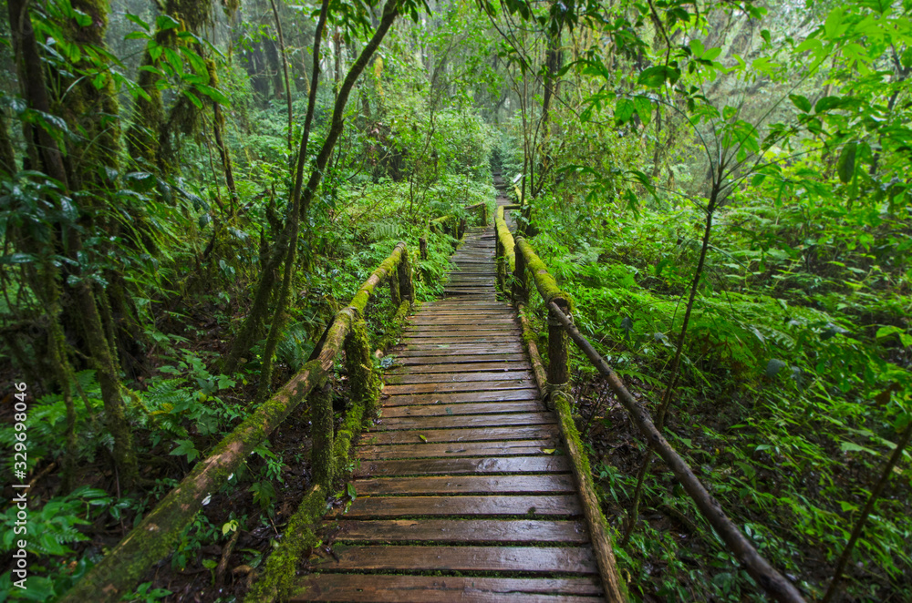 Old nature trail bridge in the forest of rainforest Old nature trail bridge in the forest of rainforest