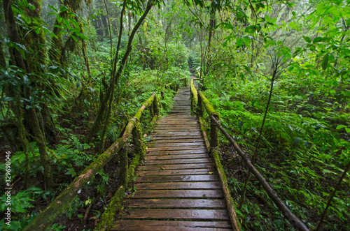 Old nature trail bridge in the forest of rainforest