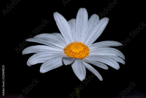 Shata daisy flower in the garden             