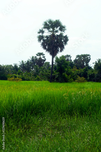 Phum   O Sr  lau Cambodia - Khmer Tree on the rice fields.