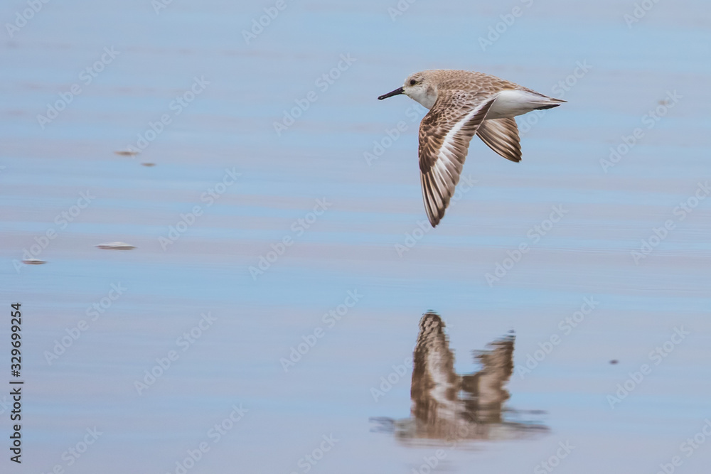 Naklejka premium Sanderling Shorebird Reflected on Wet Beach 