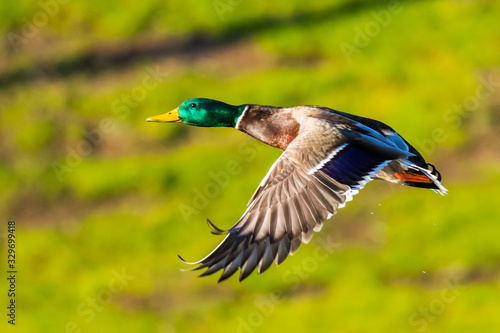 Fotografia Male Drake Mallard in Flight Takes Off Against a Bright Green Background