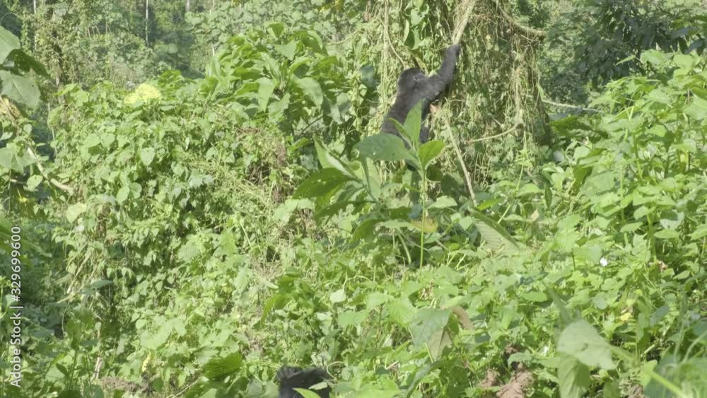 Camera tilt up mountain gorilla climbing tree joining the search for fresh young leaves to eat in Bwindi Impenetrable Forest National Park in Uganda Camera tilt up mountain gorilla climbing tree joining the search for fresh young leaves to eat in Bwindi Impenetrable Forest National Park in Uganda