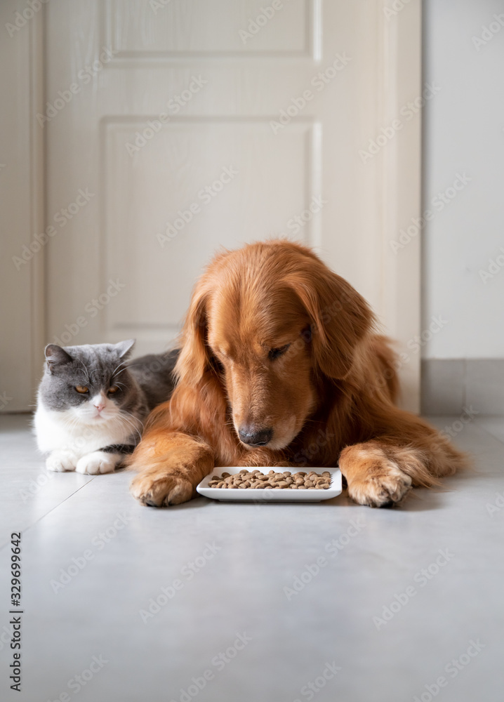 Golden retriever and british shorthair cat ready to eat food
