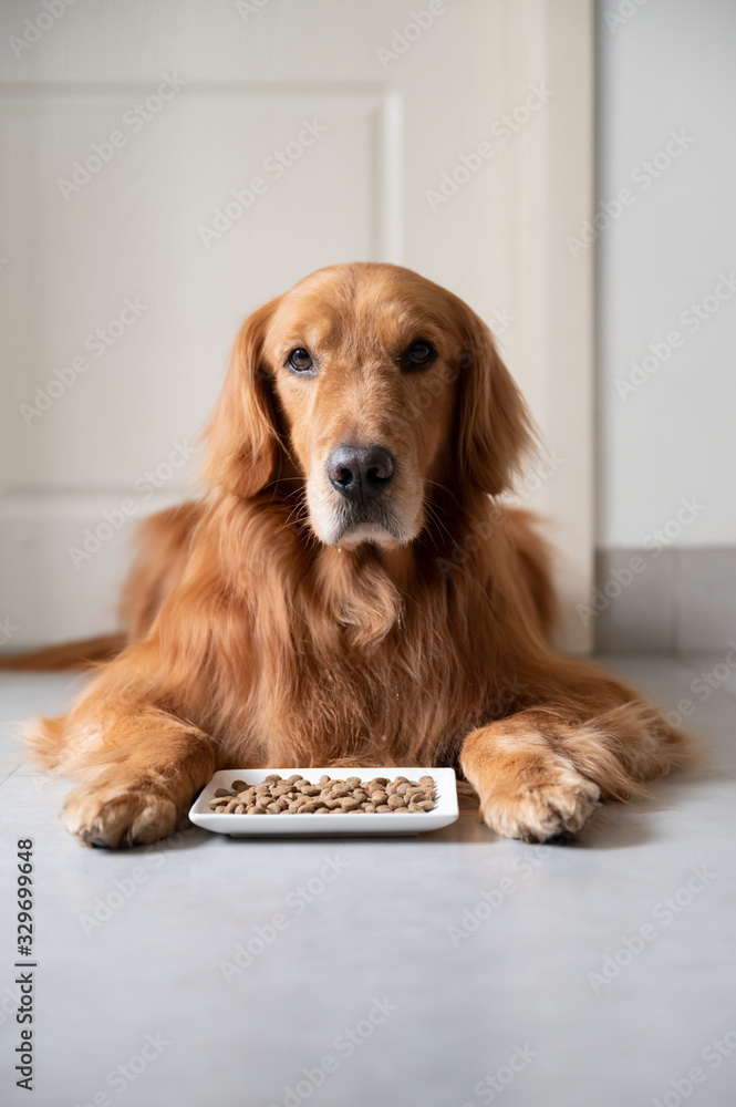 Golden retriever lying on the floor waiting to eat dog food