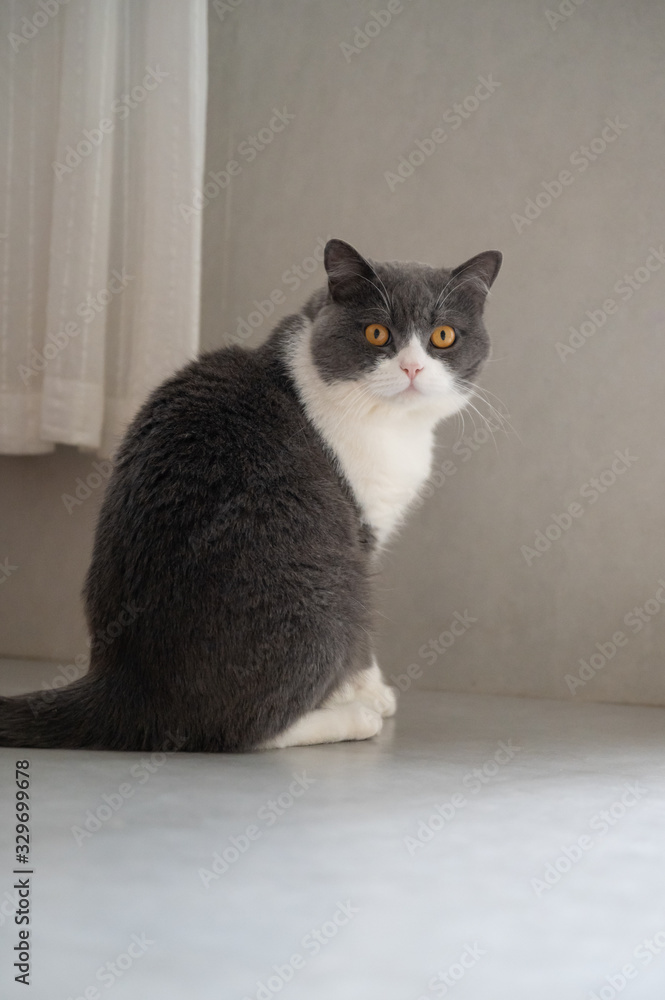 British shorthair cat, indoor shot