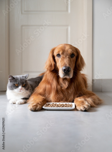 Golden retriever and british shorthair cat ready to eat food