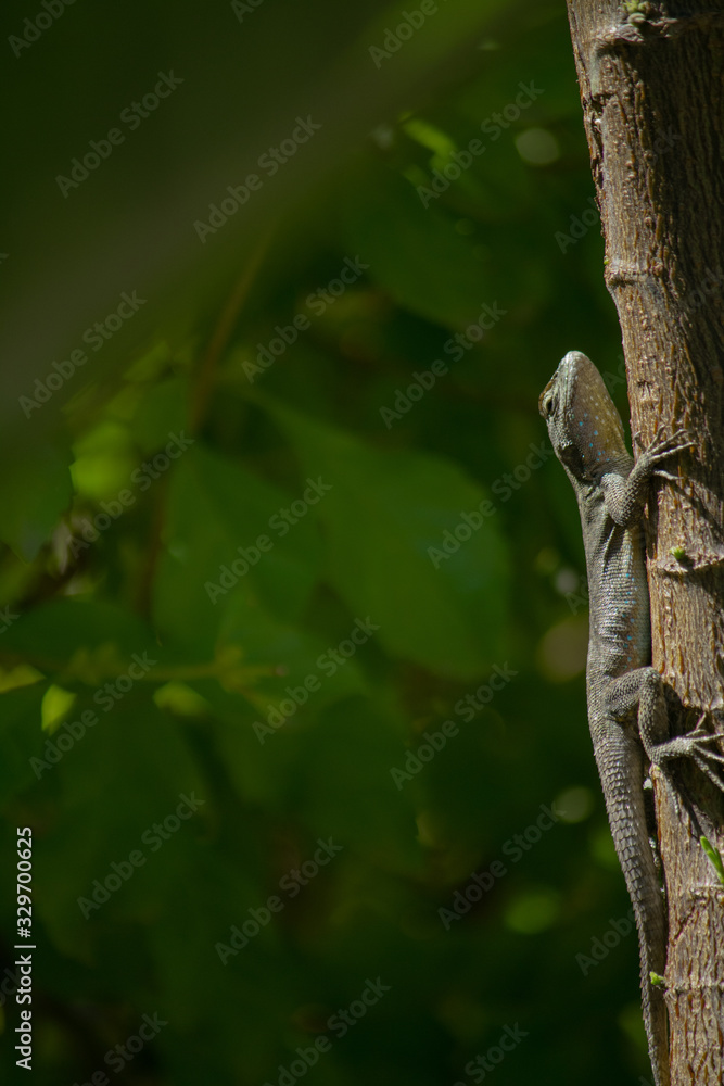 Pequeña lagartija trepando sobre tronco de un jardín