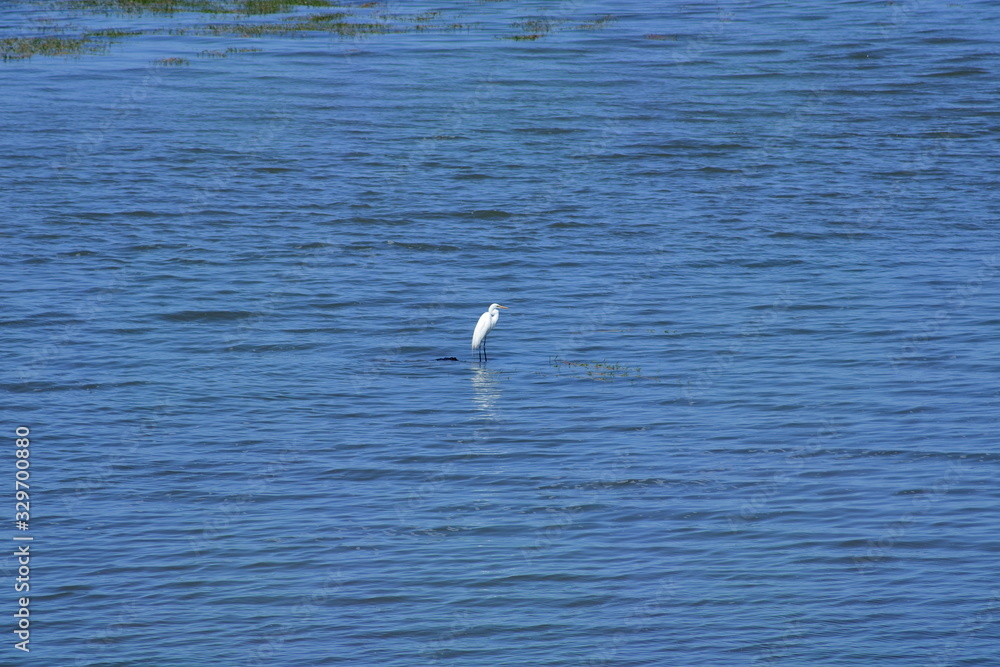 Eastern Egret Bird in low lake levels, Waranga Basin Vic, Australia Eastern Egret Bird in low lake levels, Waranga Basin Vic, Australia